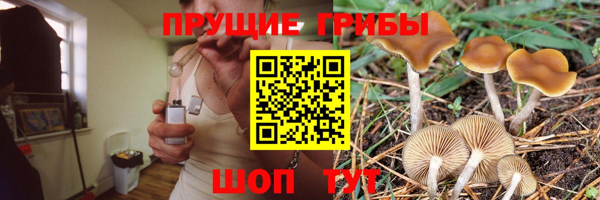Галлюциногенные грибы Psilocybe Вышний Волочёк